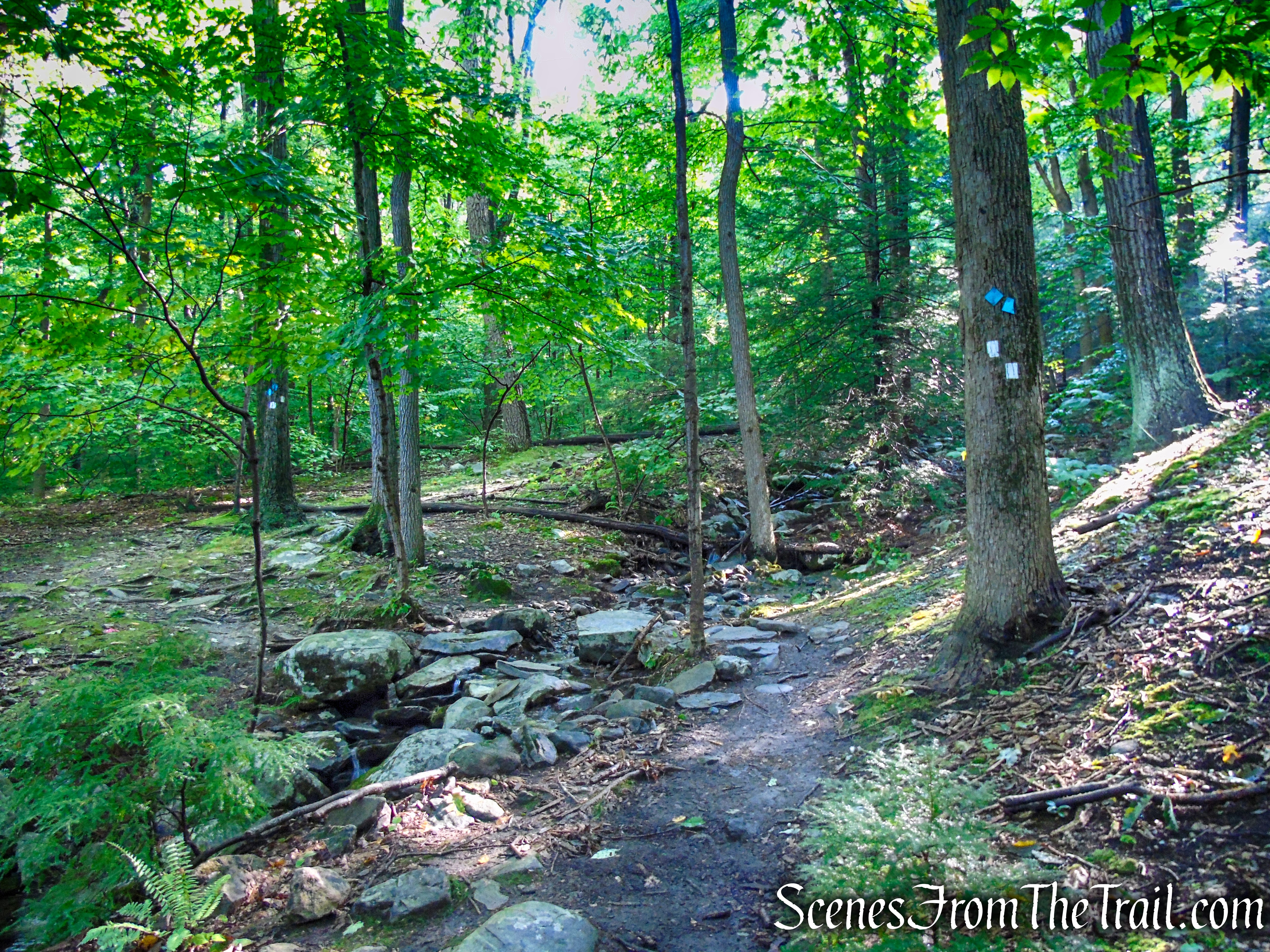 Scenic Trail - Black Rock Forest
