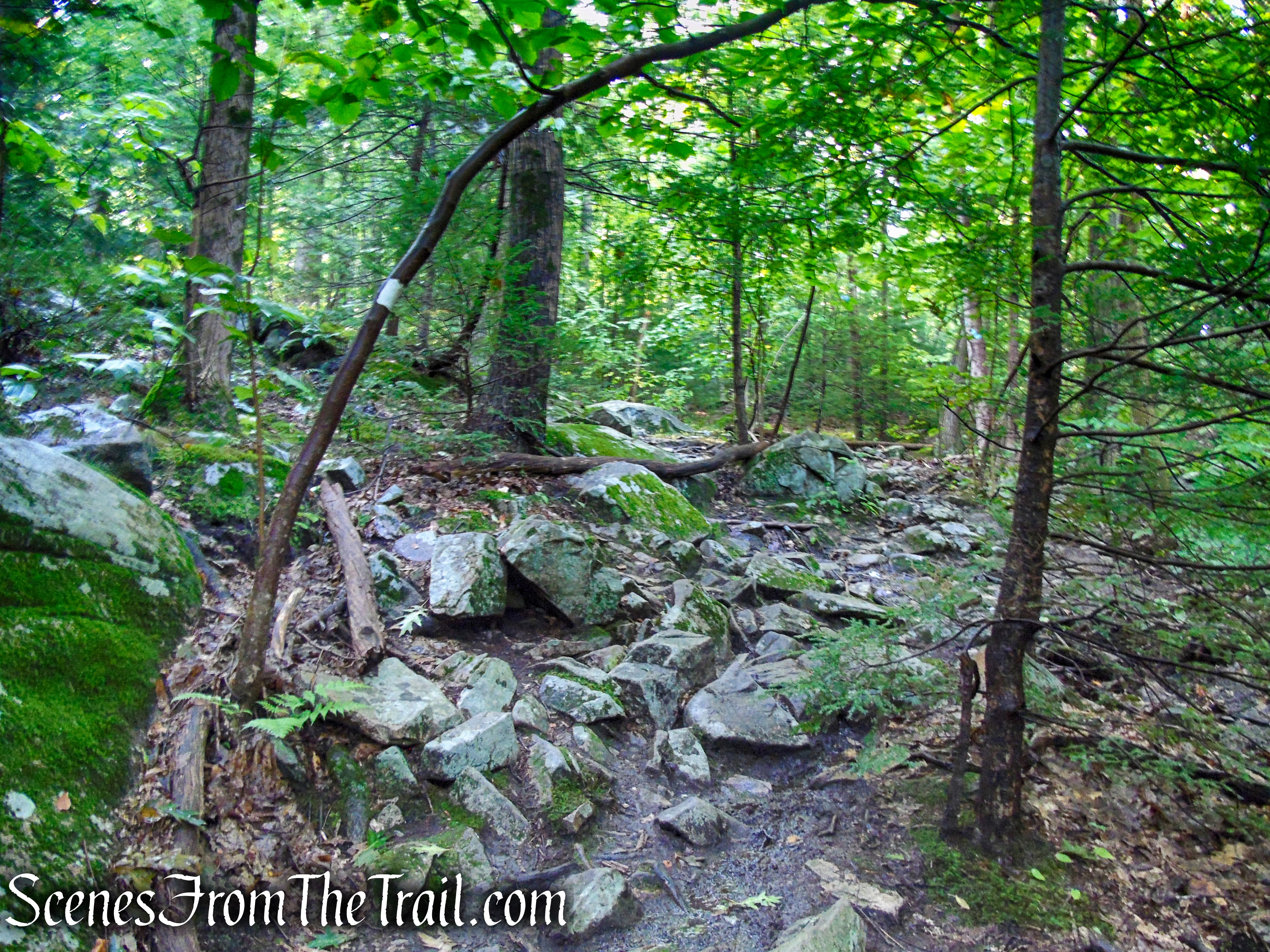 Scenic Trail - Black Rock Forest