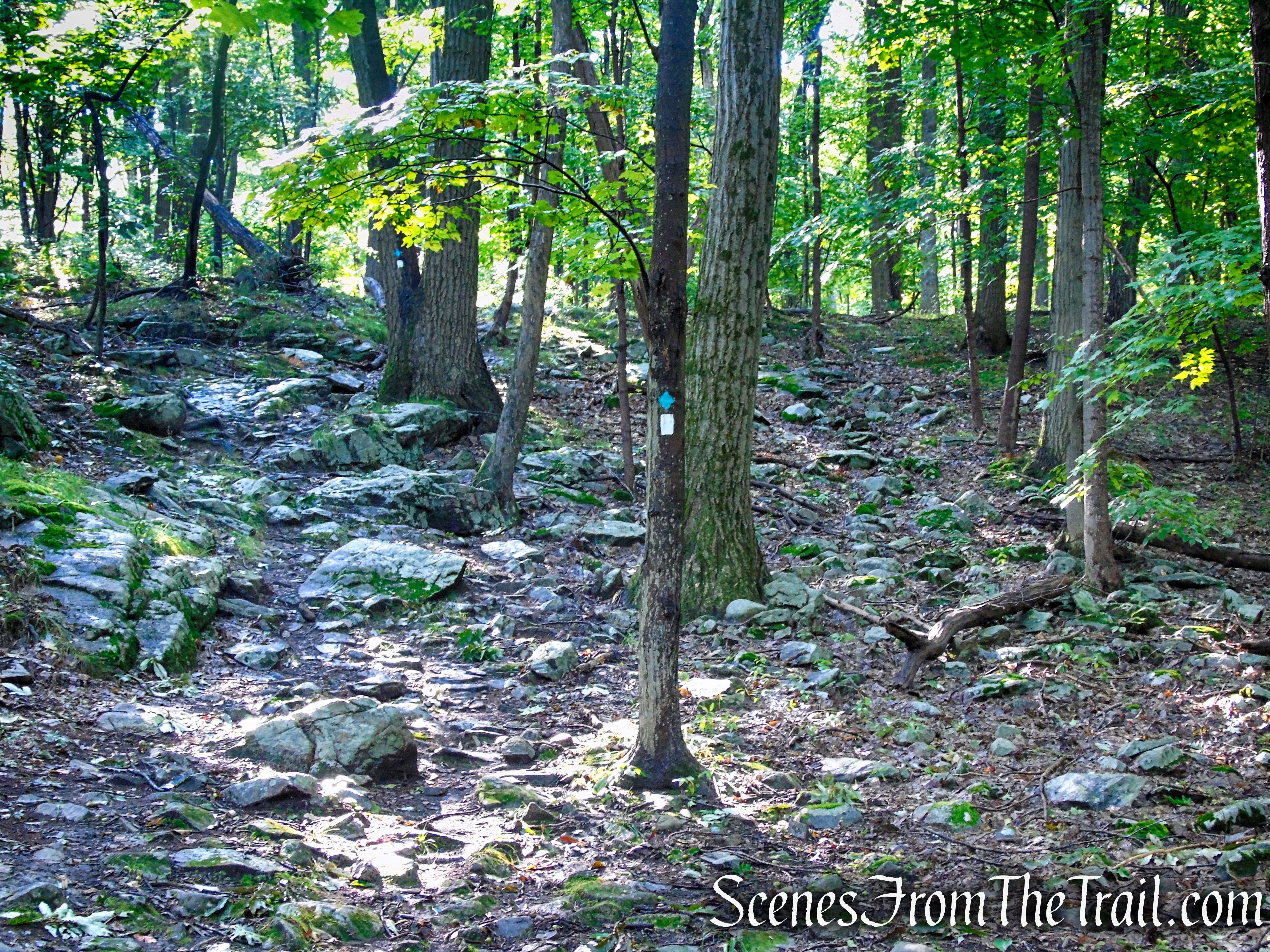 Scenic Trail - Black Rock Forest