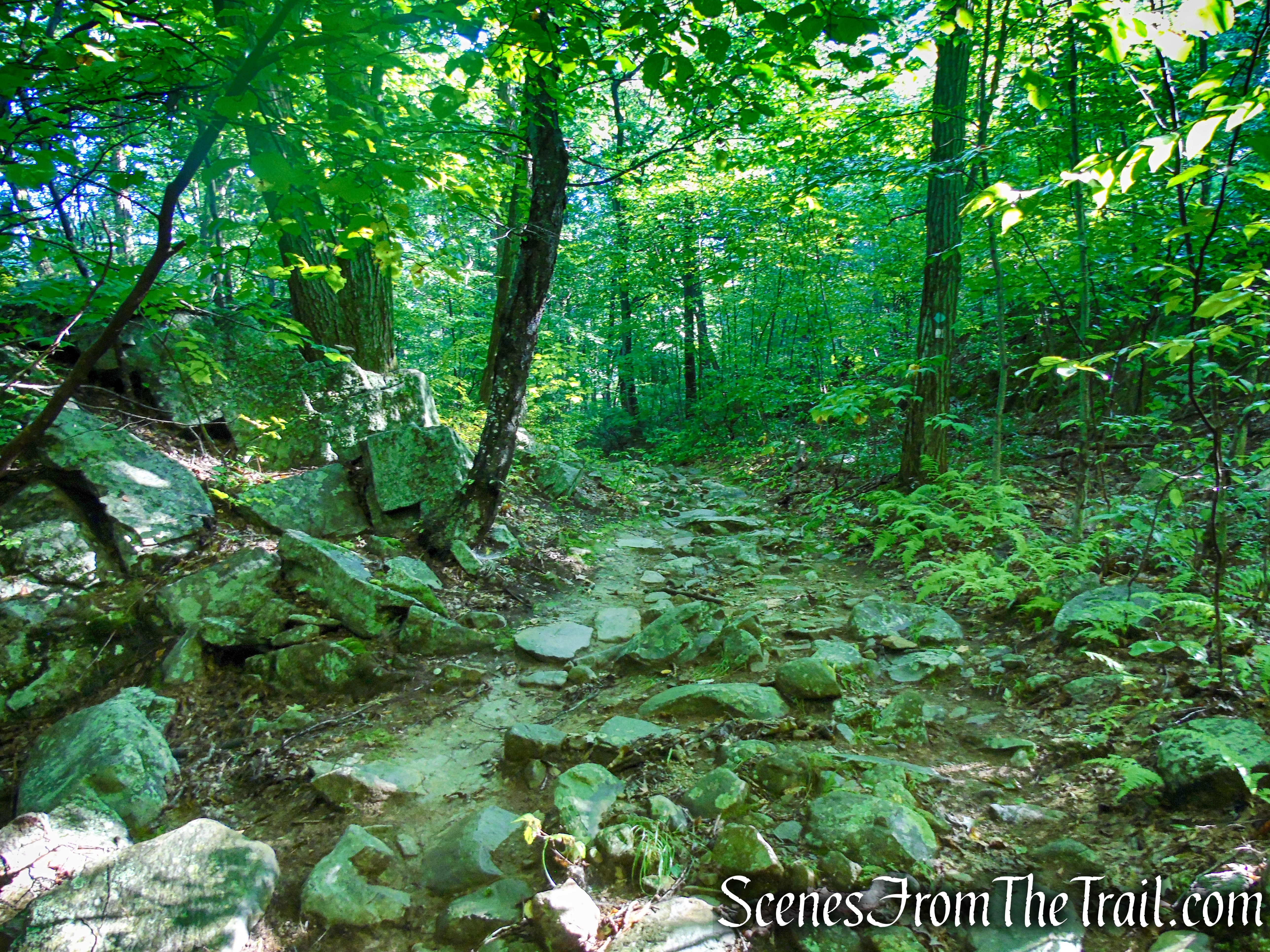 Scenic Trail - Black Rock Forest