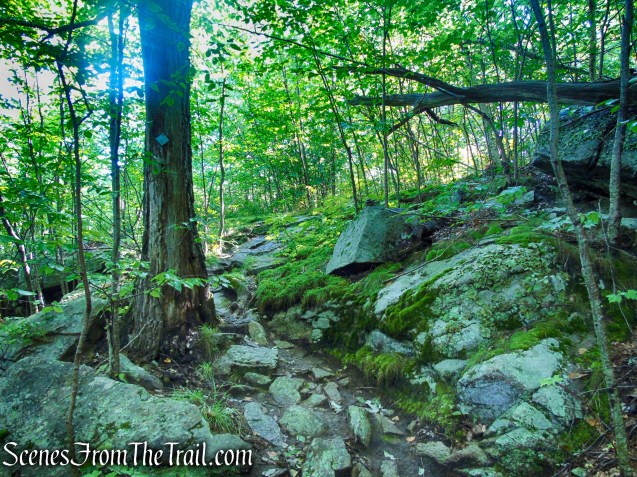 Scenic Trail - Black Rock Forest