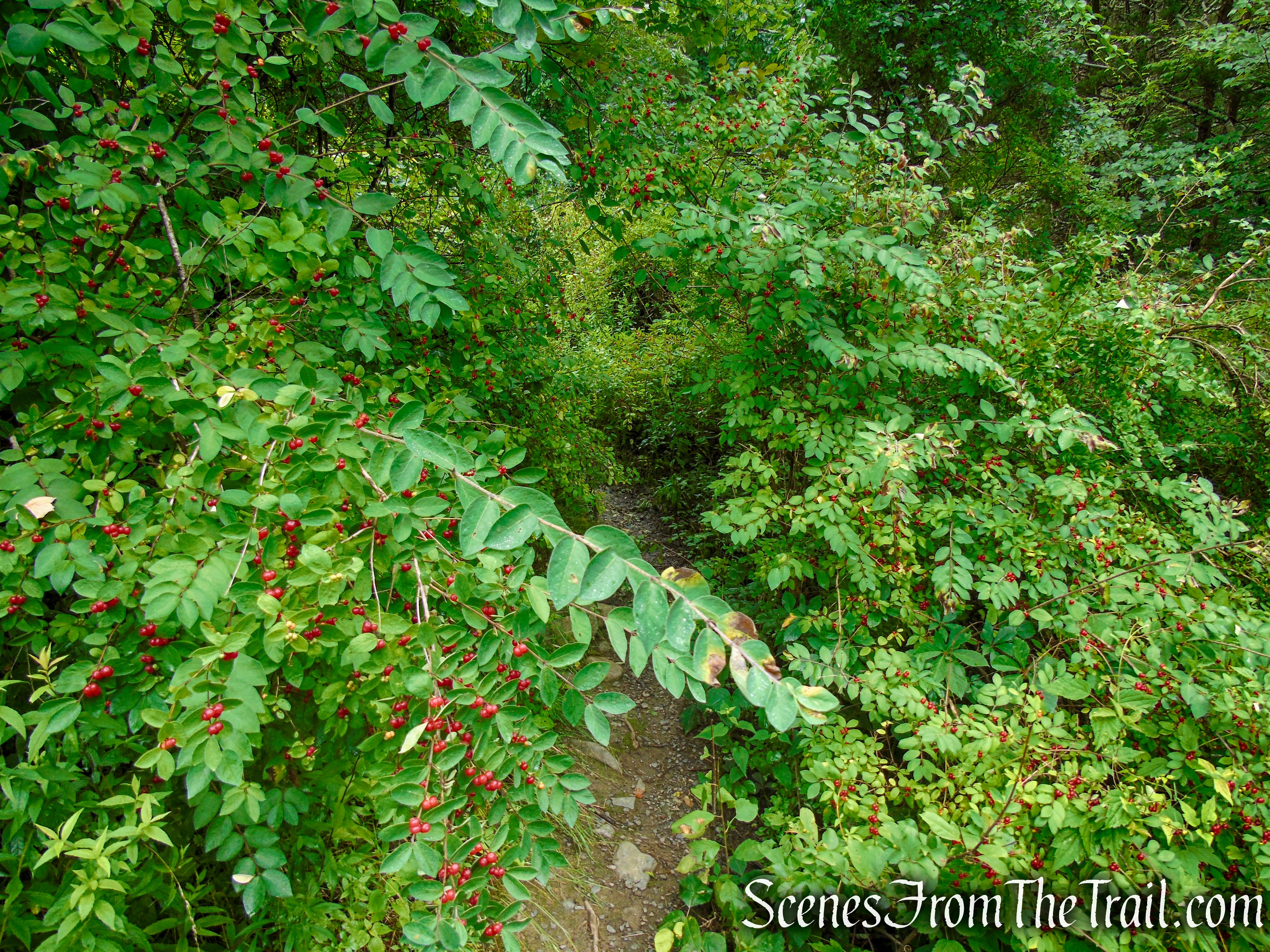 Unmarked trail - Upper Hornbecks Creek