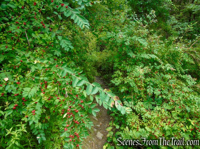 Unmarked trail - Upper Hornbecks Creek