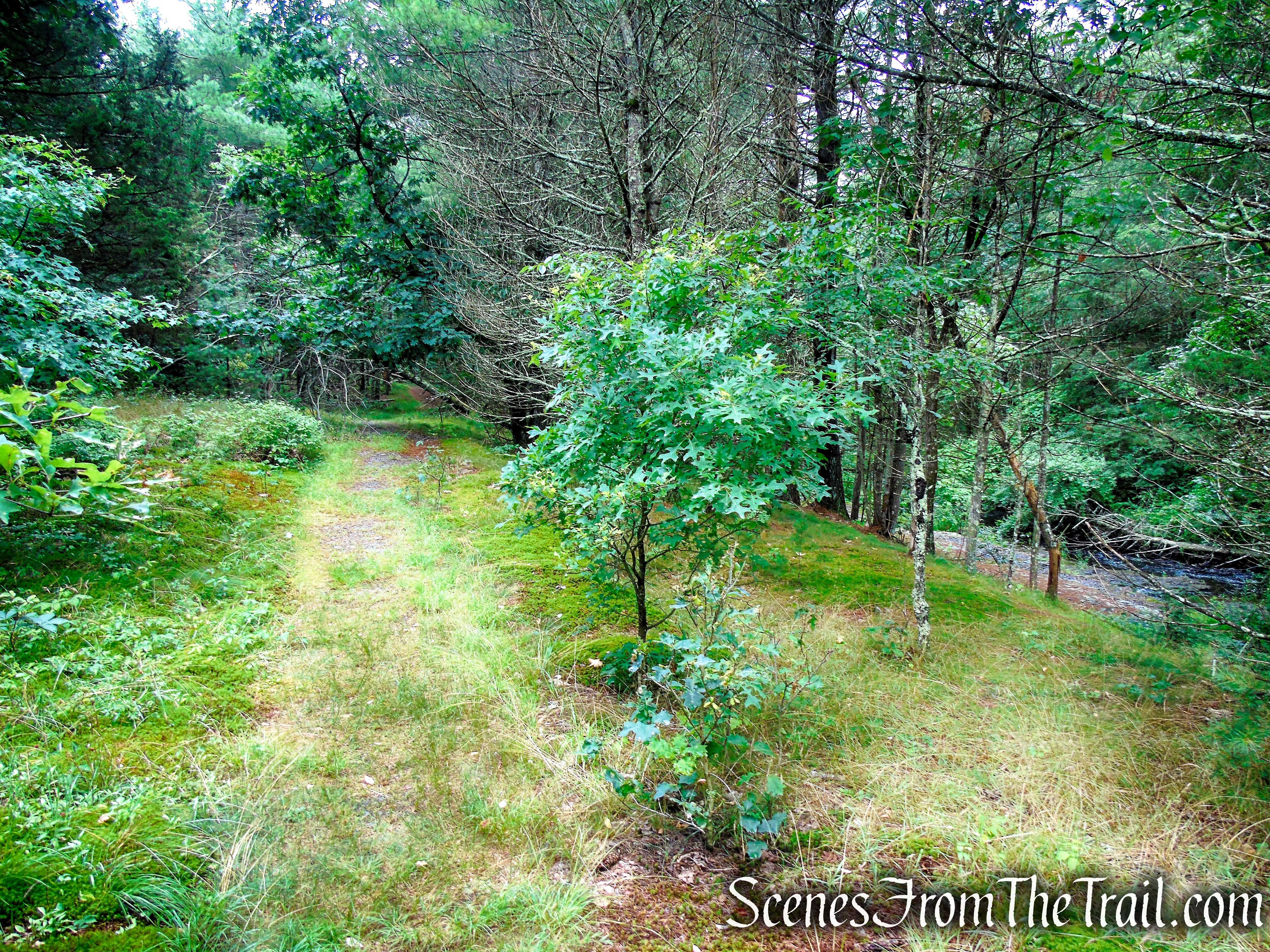 Unmarked trail - Upper Hornbecks Creek