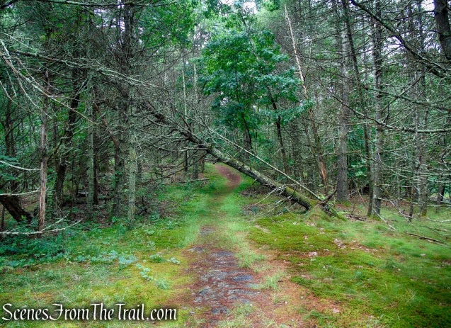 Unmarked trail - Upper Hornbecks Creek