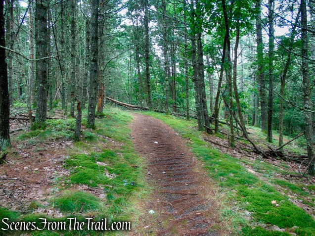 Unmarked trail - Upper Hornbecks Creek