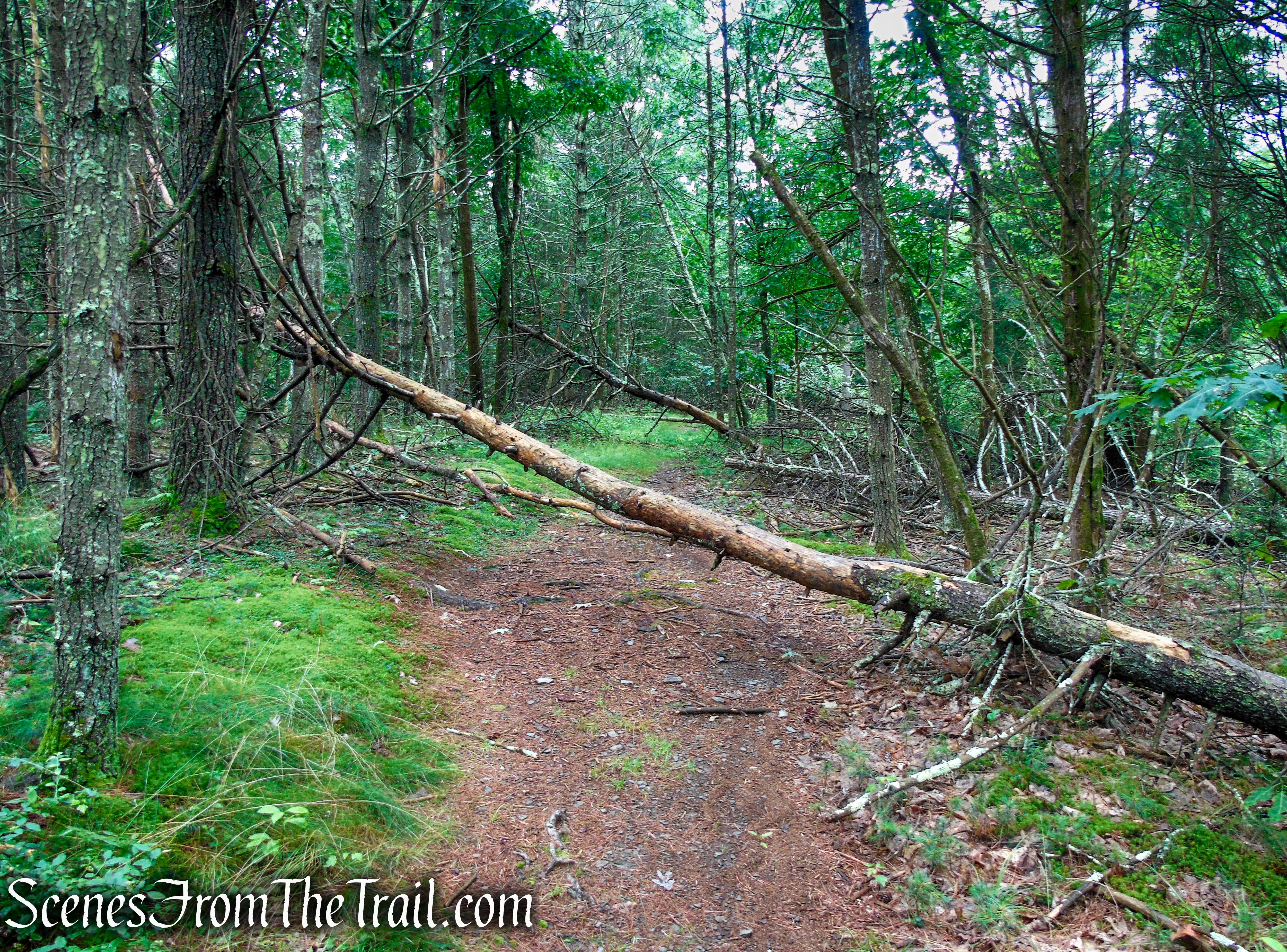 Unmarked trail - Upper Hornbecks Creek