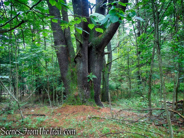 Unmarked trail - Upper Hornbecks Creek
