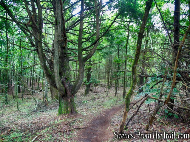 Unmarked trail - Upper Hornbecks Creek