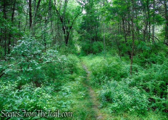 Unmarked trail - Upper Hornbecks Creek