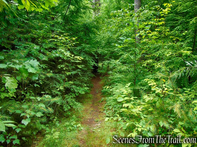 Unmarked trail - Upper Hornbecks Creek