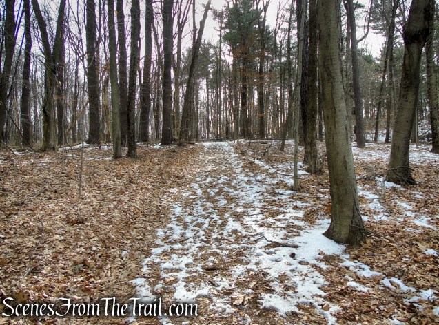 White Trail - Spiderweed Preserve