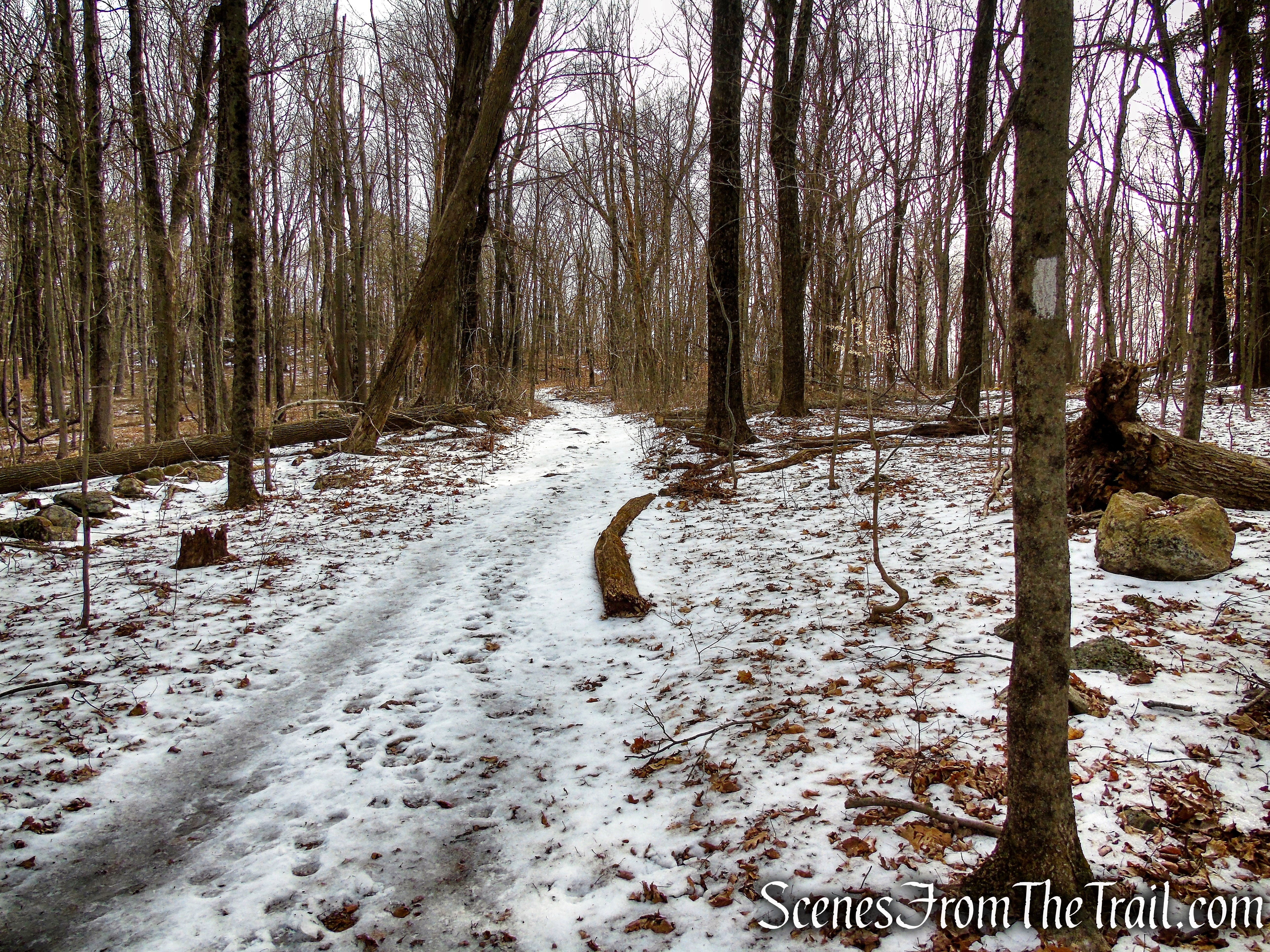 White Trail - Spiderweed Preserve