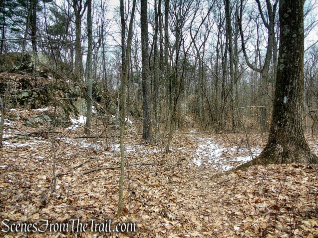 White Trail - Spiderweed Preserve