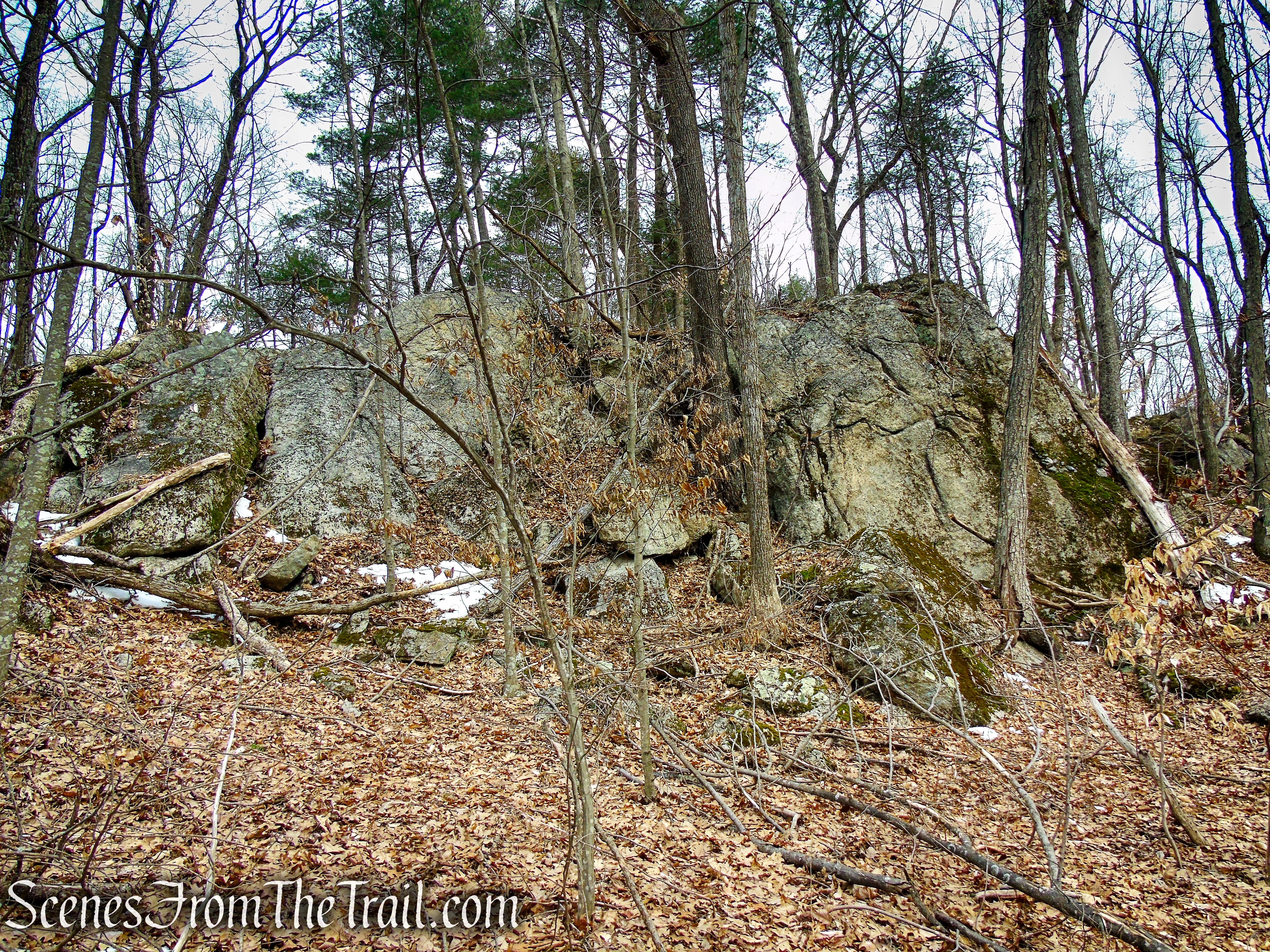 White Trail - Spiderweed Preserve
