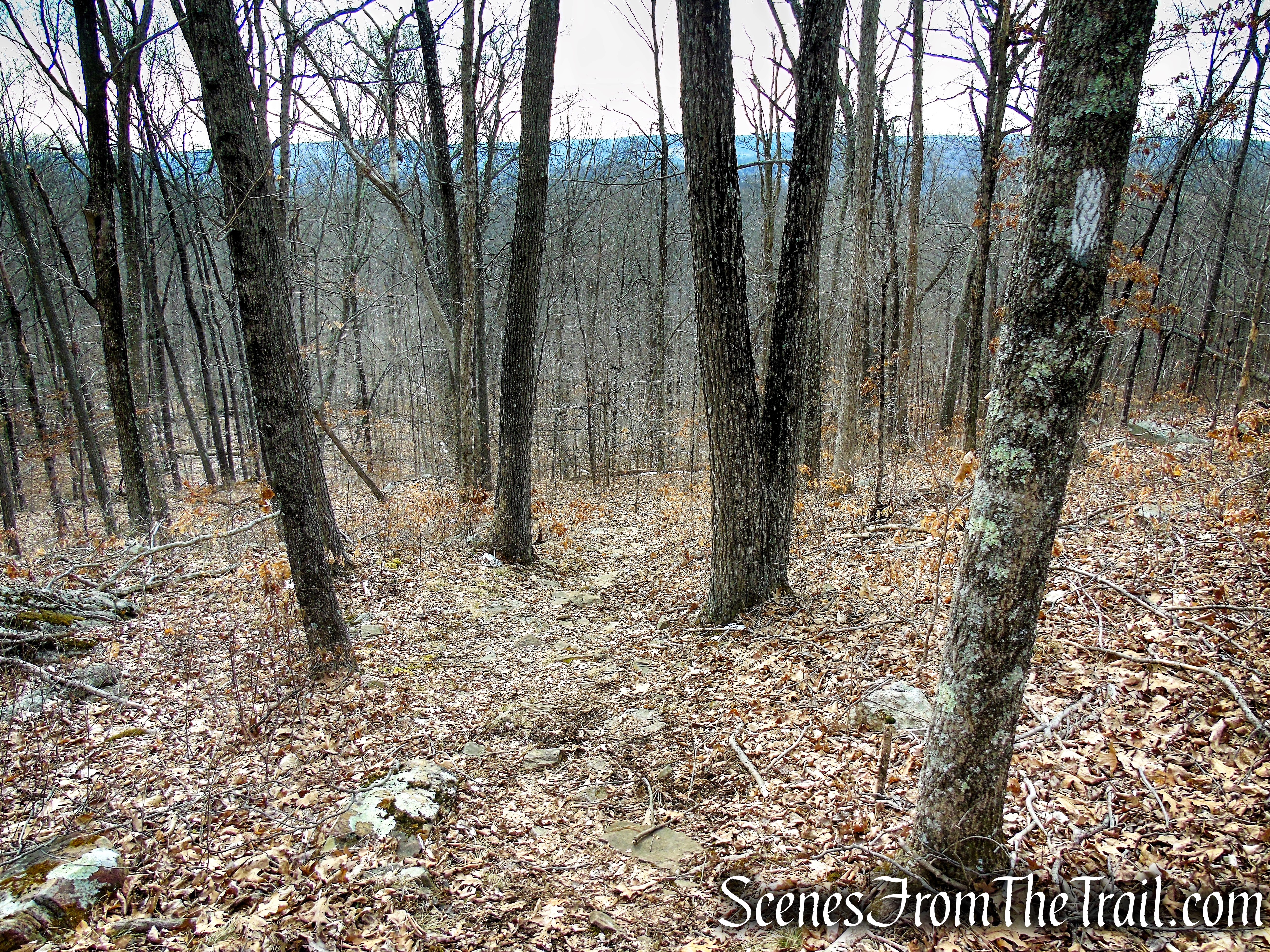 White Trail - Spiderweed Preserve