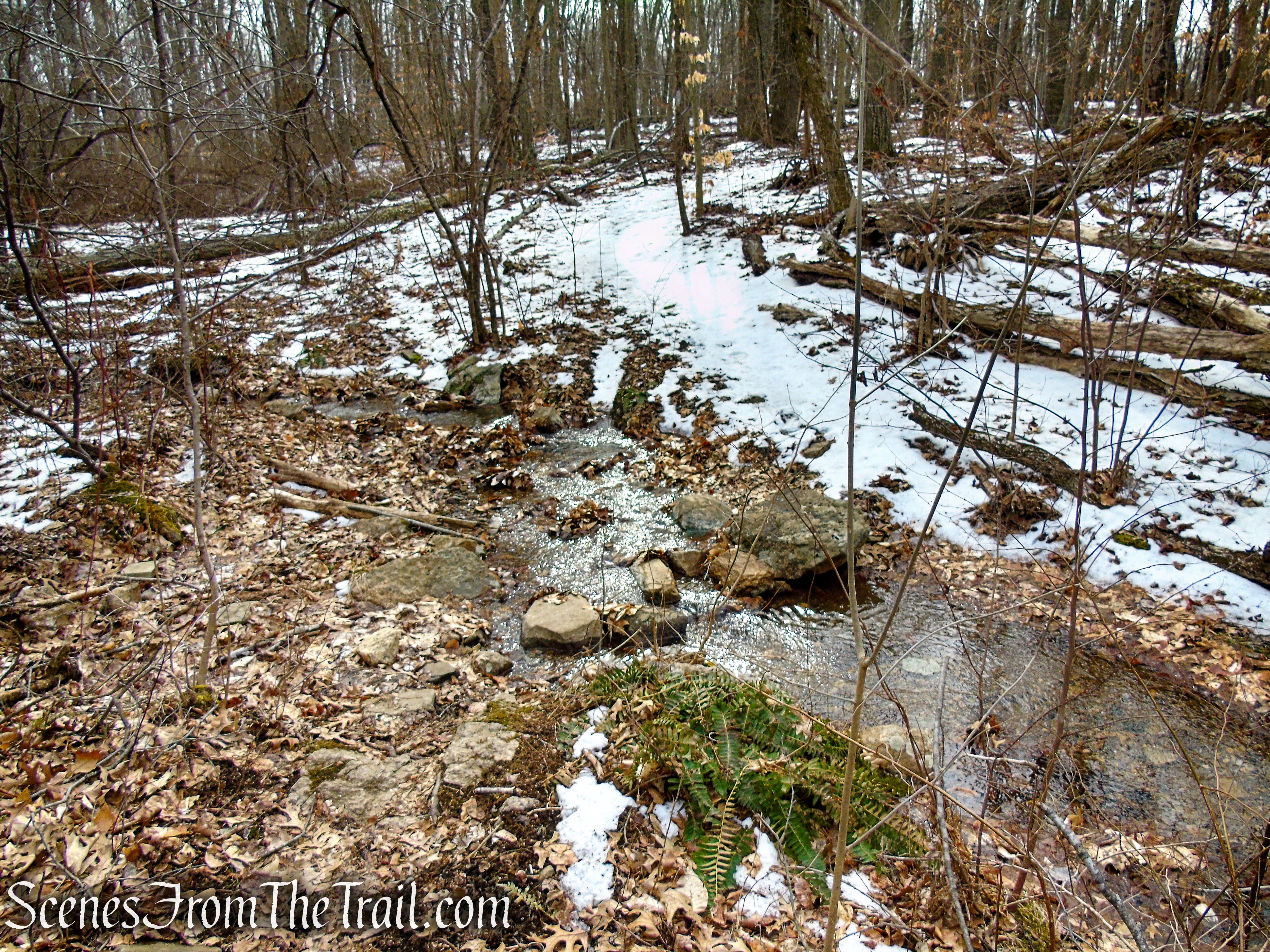 White Trail - Spiderweed Preserve