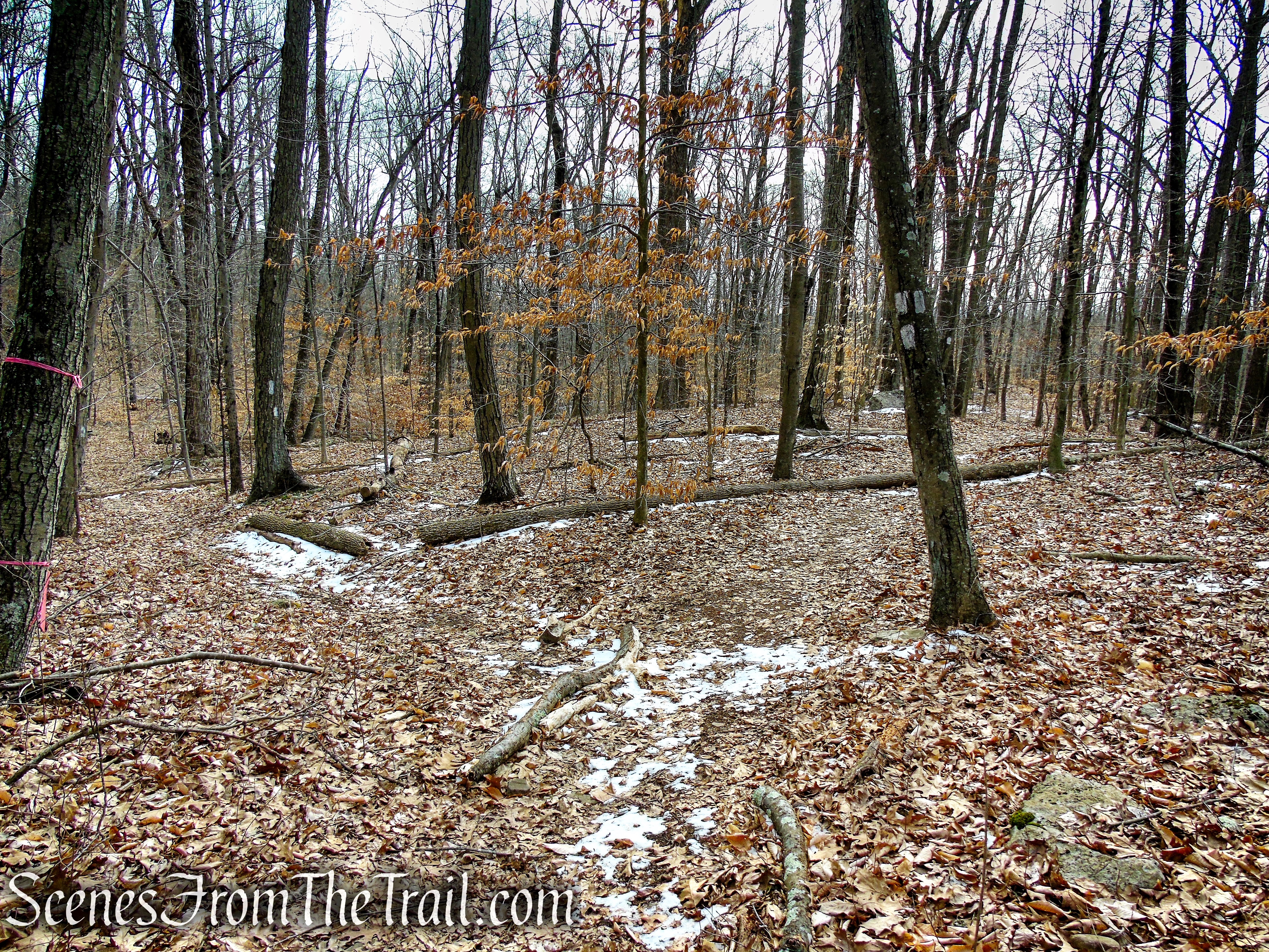 start of loop section - Spiderweed Preserve