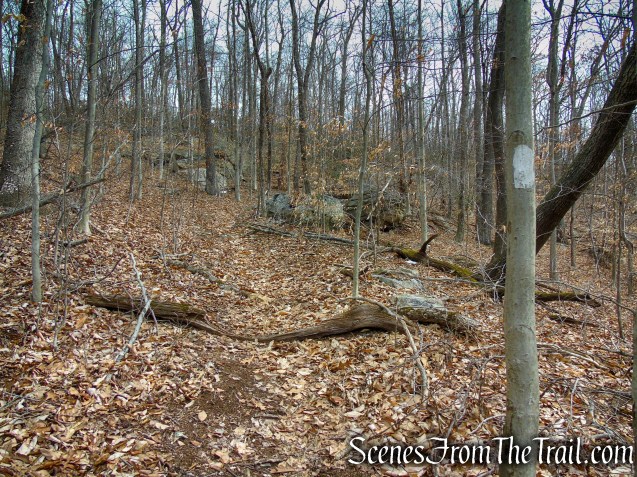 White Trail - Spiderweed Preserve