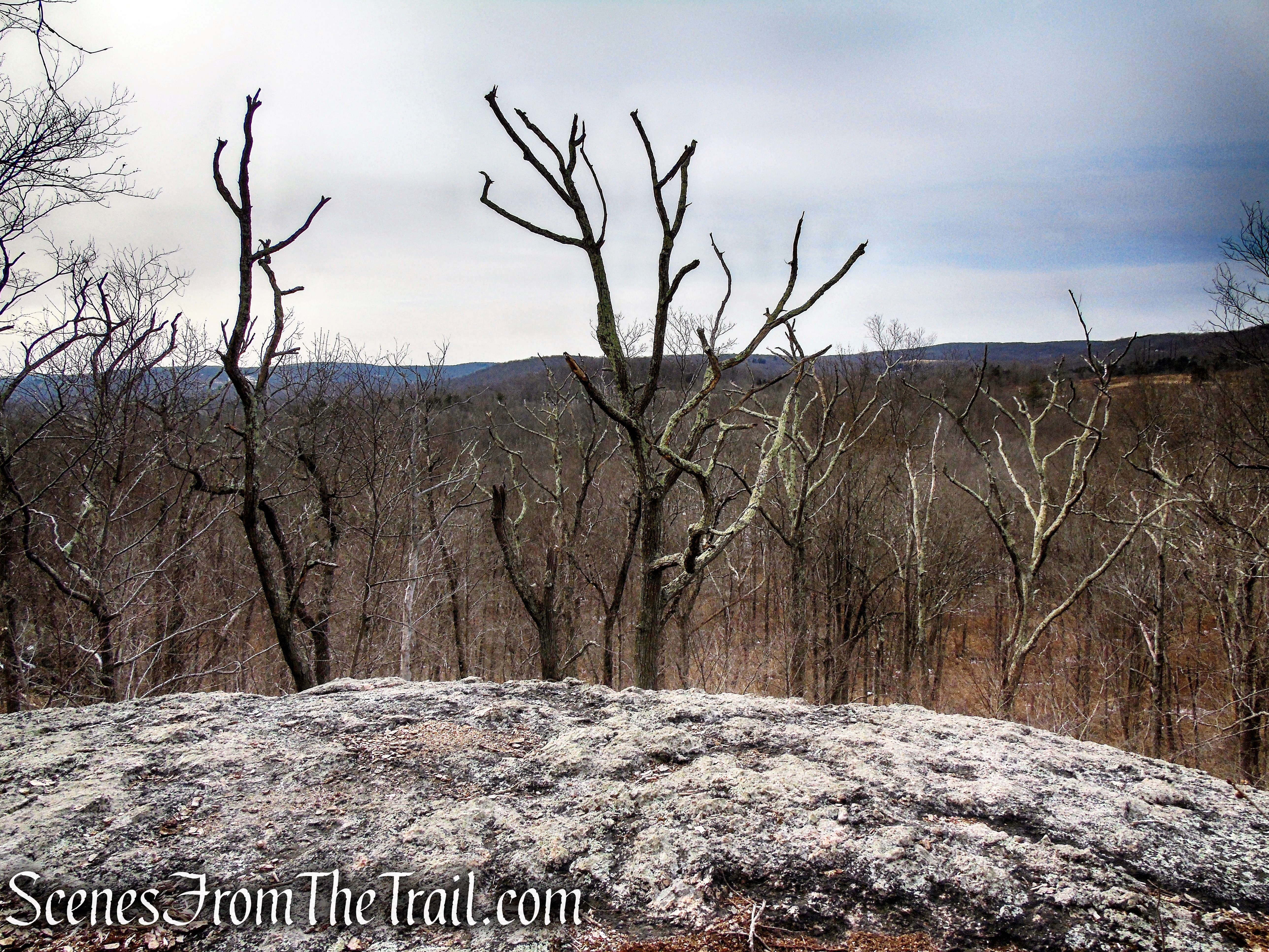 2nd viewpoint - Spiderweed Preserve