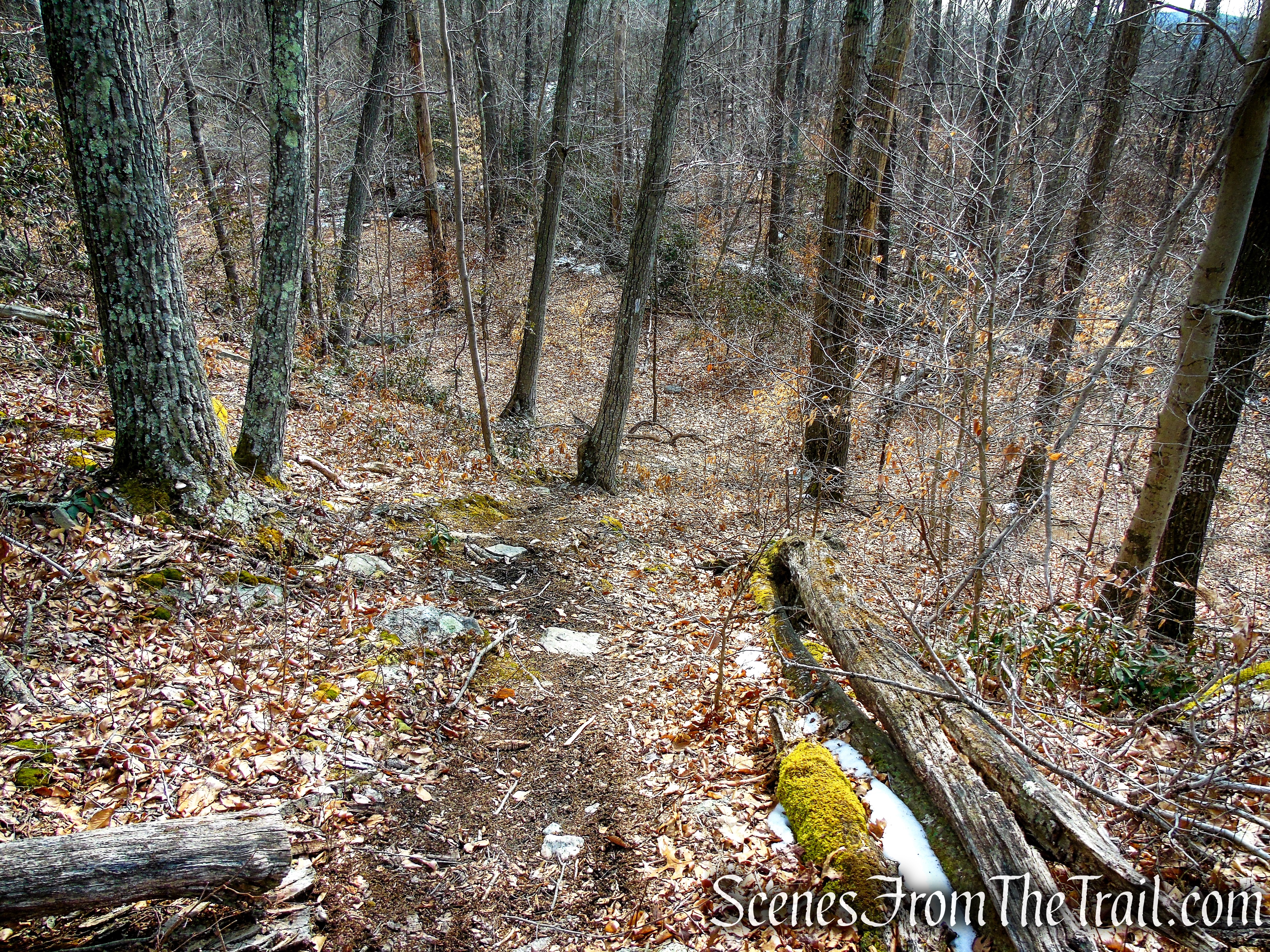 White Trail - Spiderweed Preserve