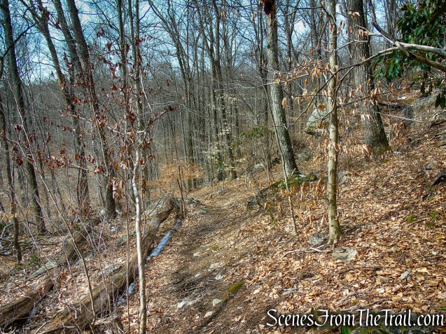 White Trail - Spiderweed Preserve