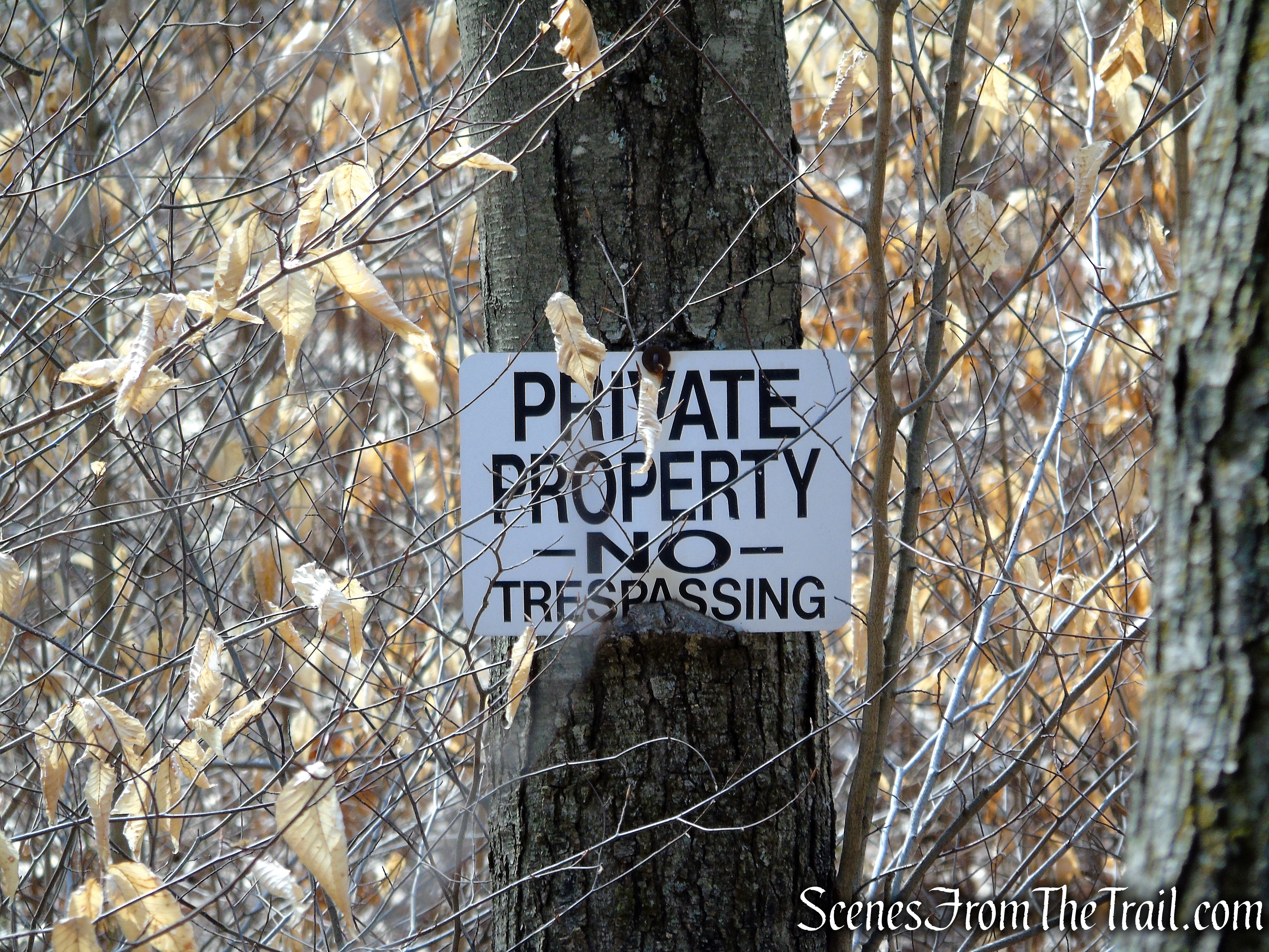 White Trail - Spiderweed Preserve
