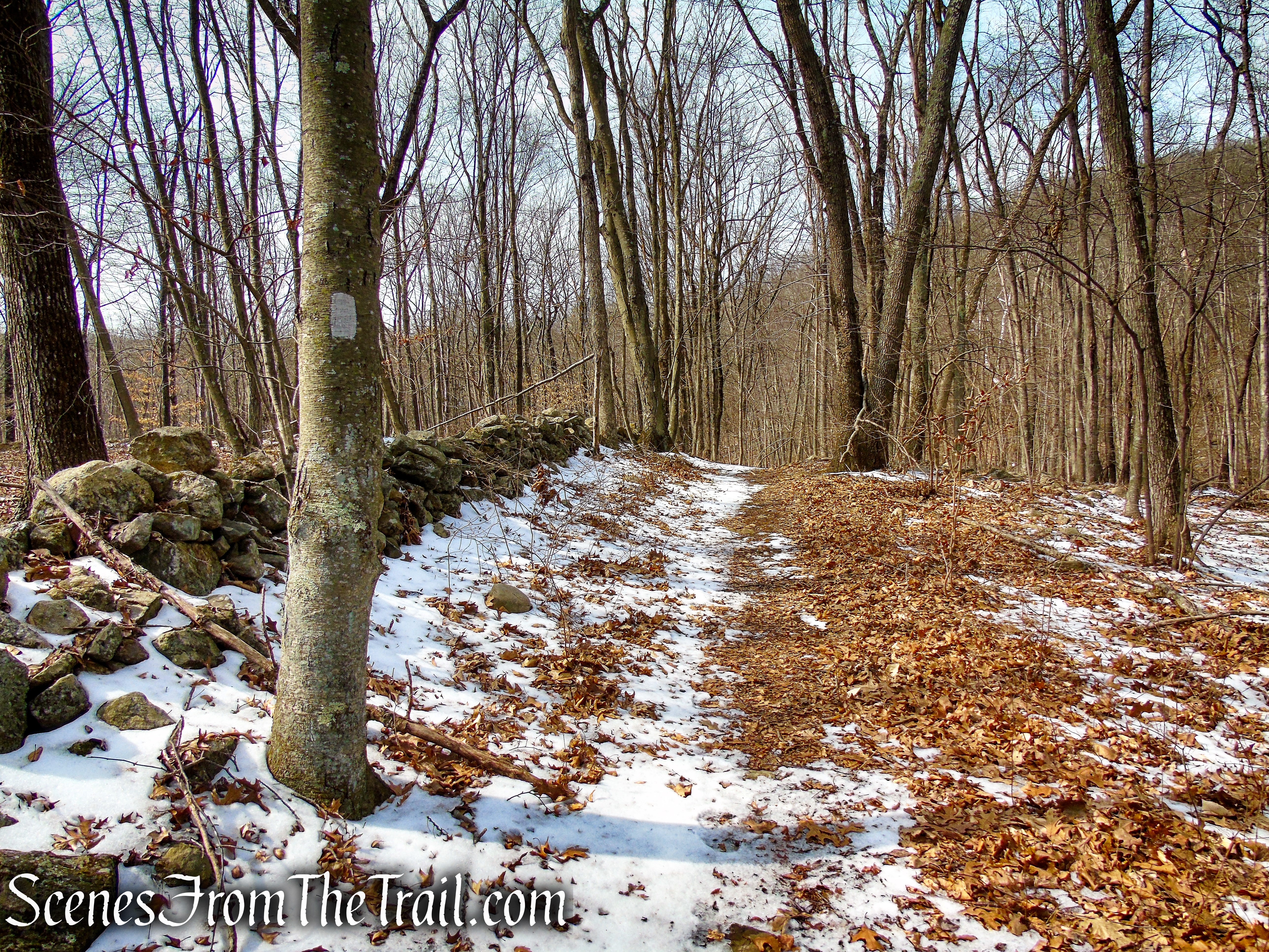 White Trail - Spiderweed Preserve
