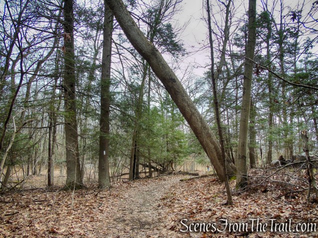 Appalachian Trail - Bellvale Mountain