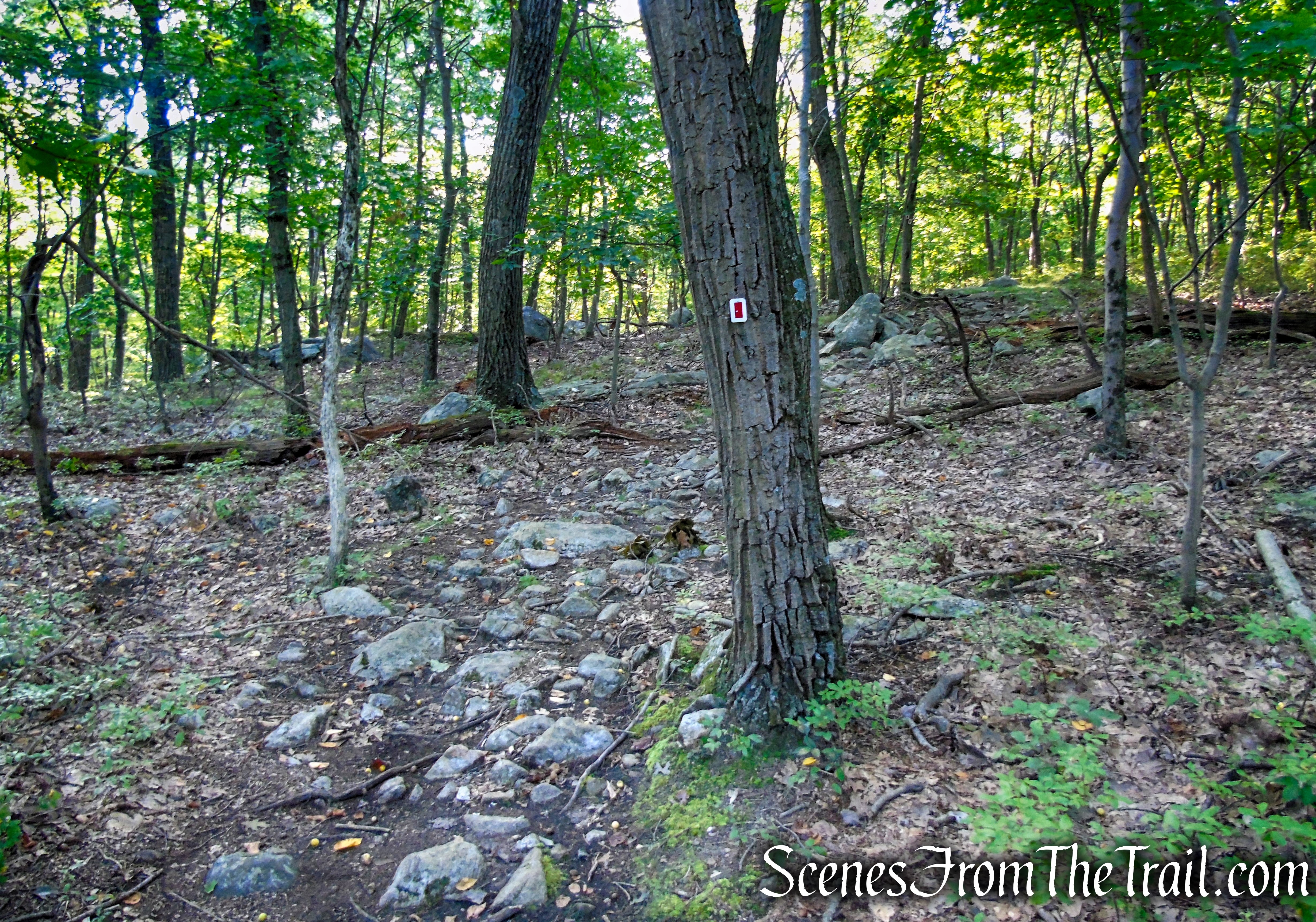 LeGrande Hill Loop – Ramapo Mountain State Forest