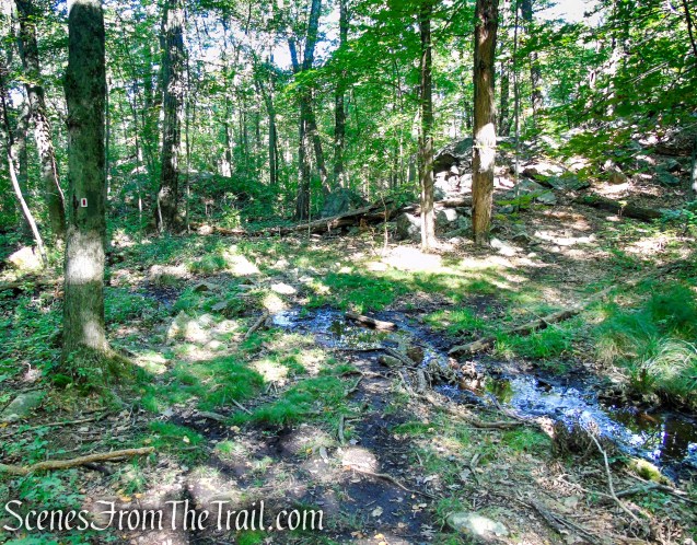 LeGrande Hill Loop – Ramapo Mountain State Forest