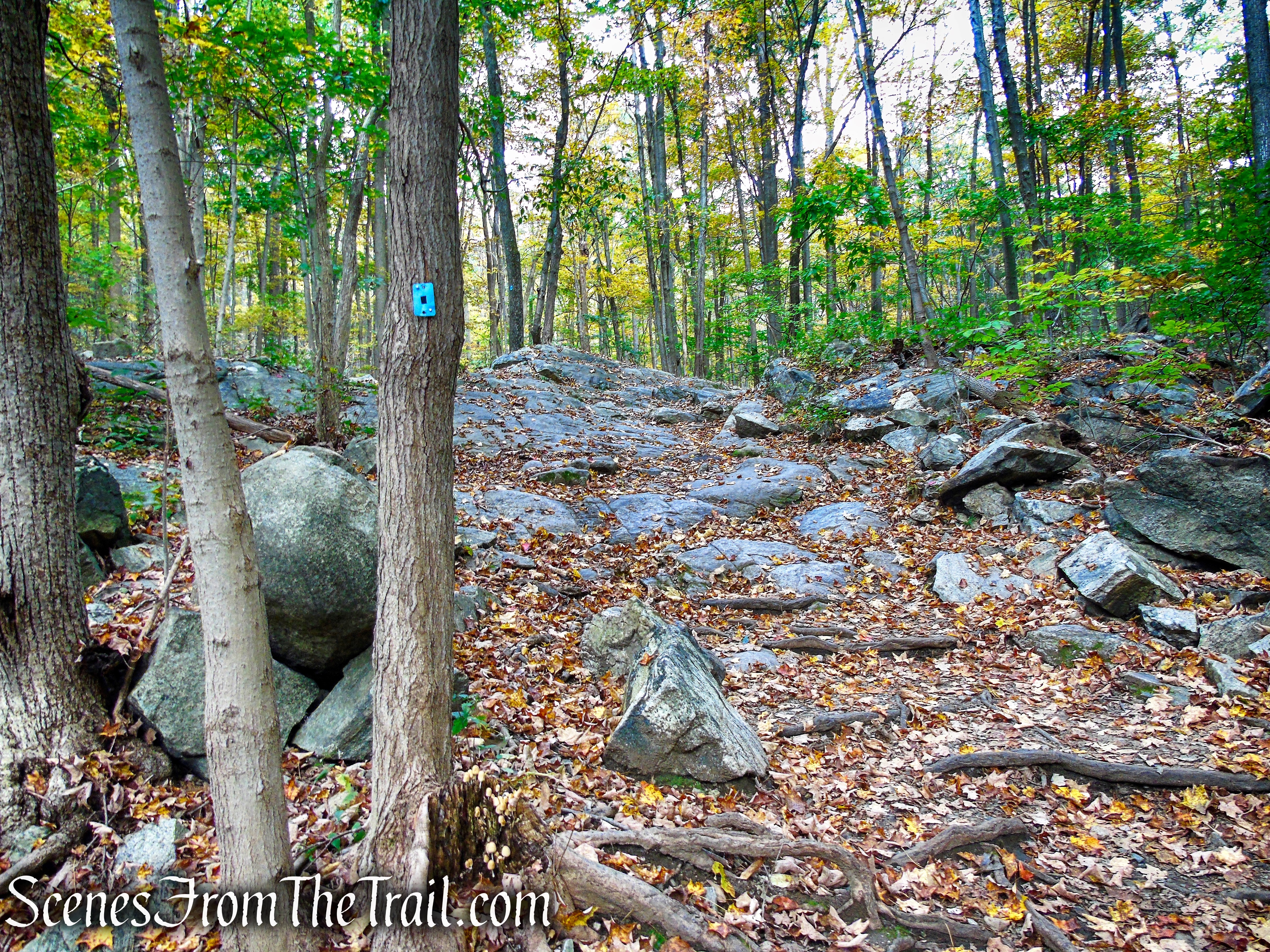 Ramapo Lake Spur - Ramapo Mountain State Forest