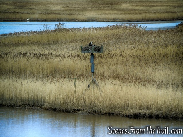 Tidal Marsh Trail - North Haven