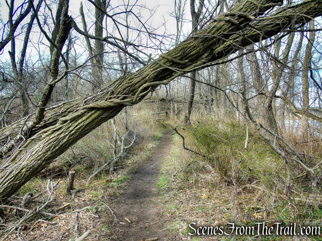 Tidal Marsh Trail - North Haven