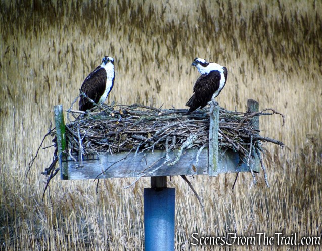 Ospreys - Tidal Marsh Trail
