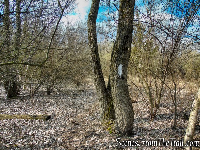 Tidal Marsh Trail – North Haven
