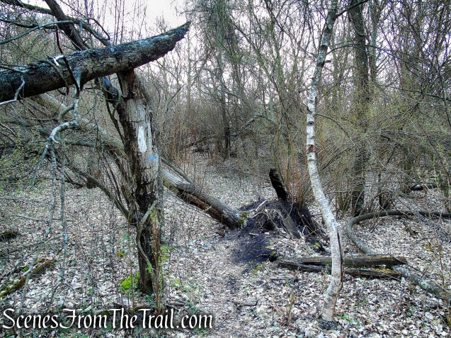 Cedar Hill Rail Yard