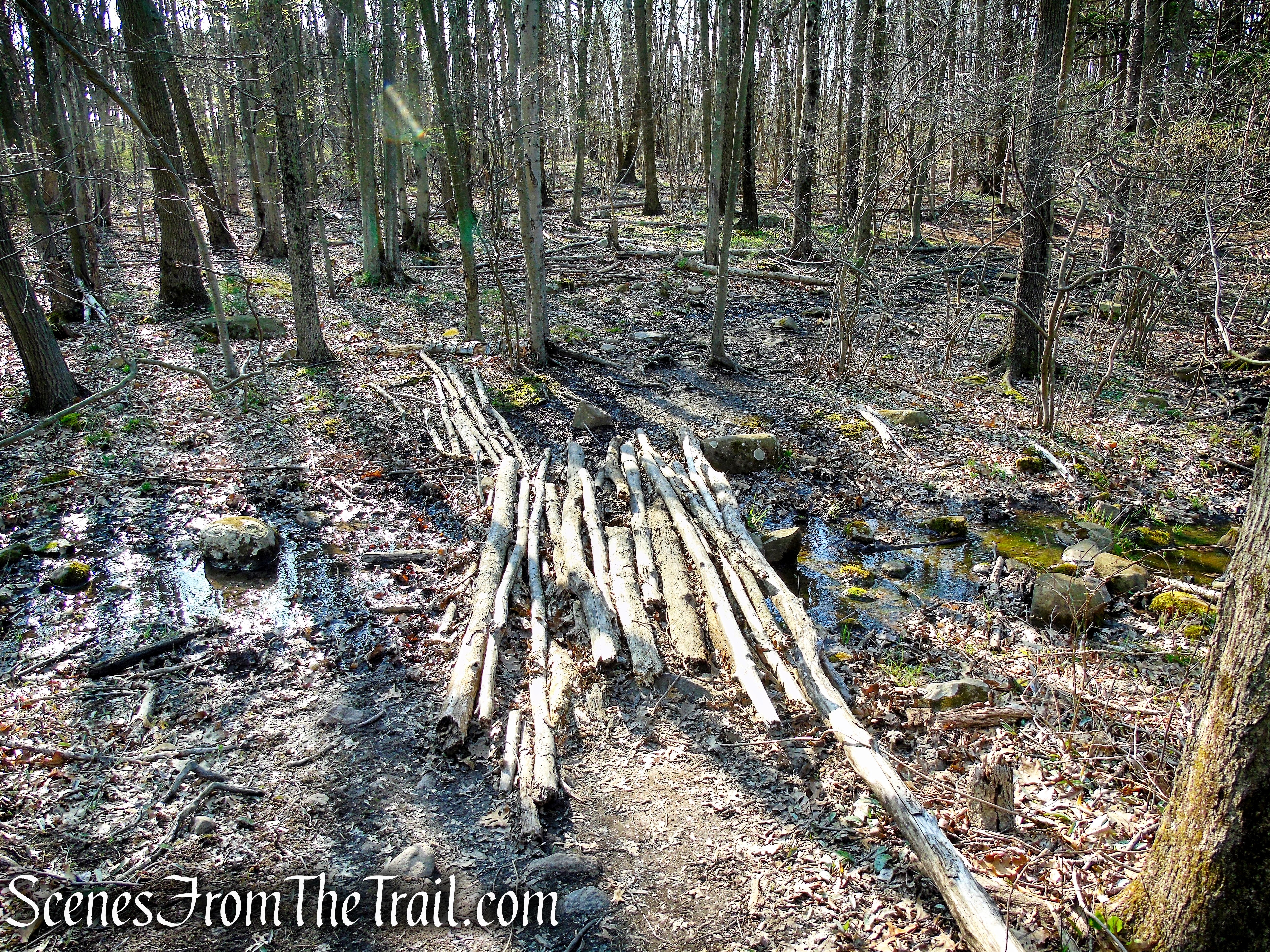 unmarked trail along Lake Wintergreen