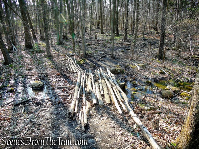 unmarked trail along Lake Wintergreen