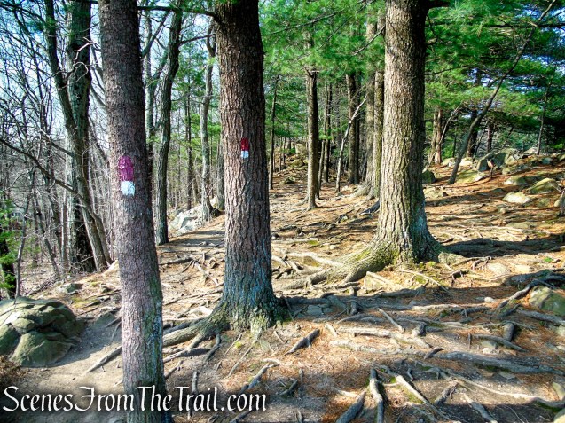 Red/White Trail - West Rock Ridge State Park