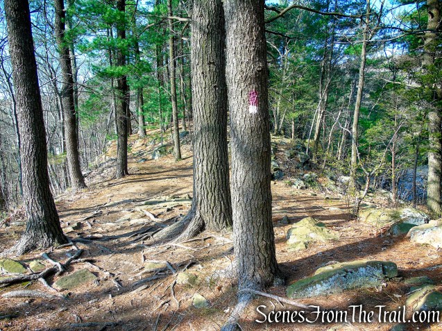 Red/White Trail - West Rock Ridge State Park