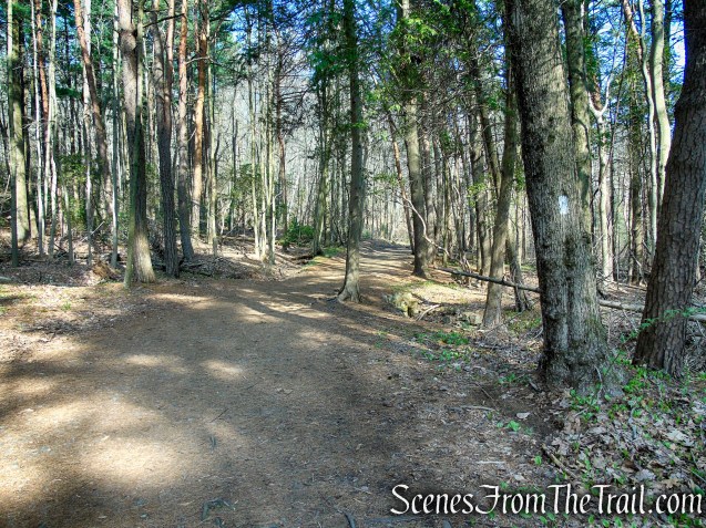 White Trail - West Rock Ridge State Park