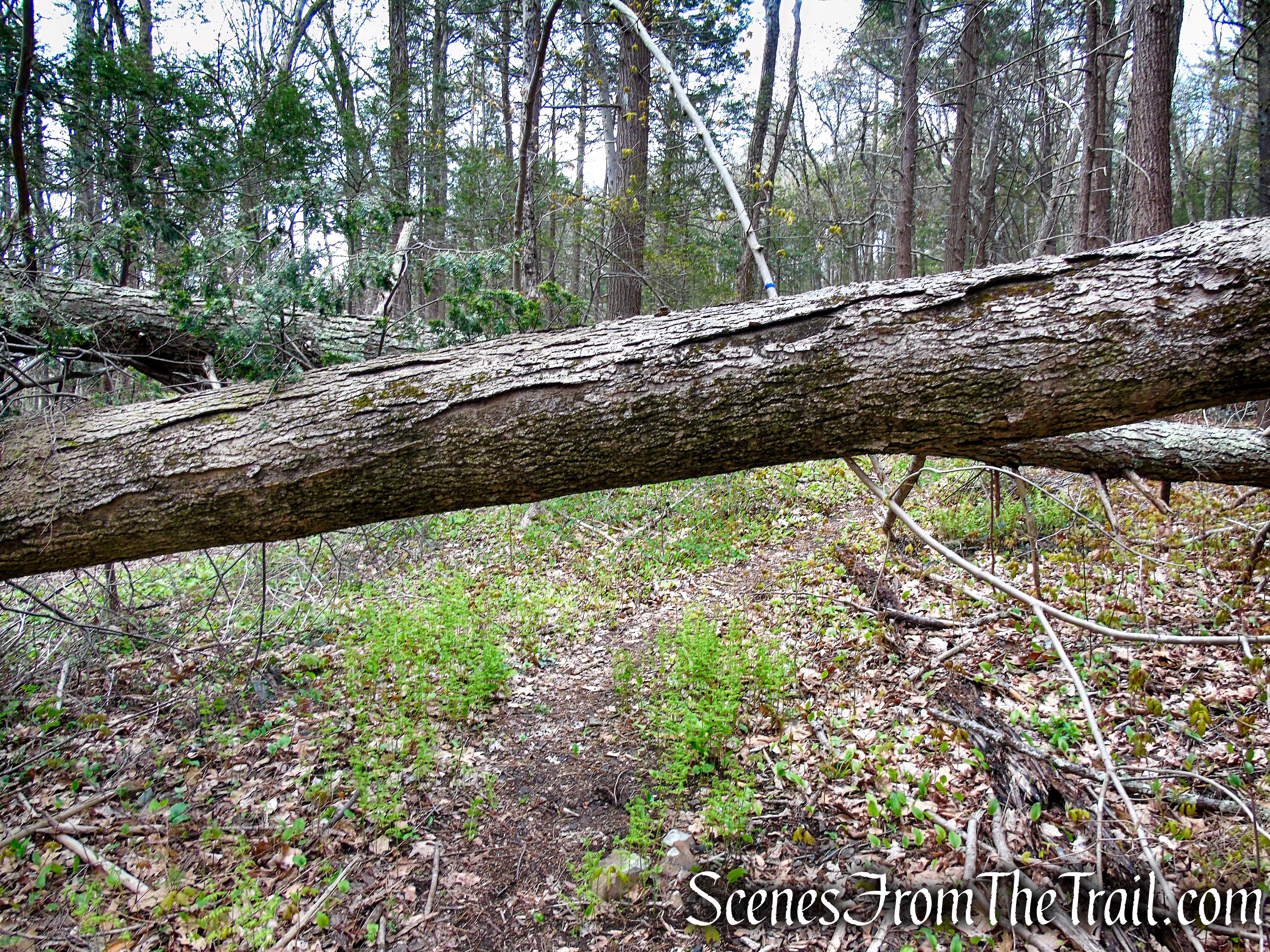 Loop Trail - Orenaug Park