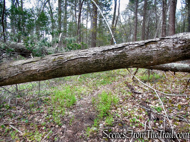 Loop Trail - Orenaug Park