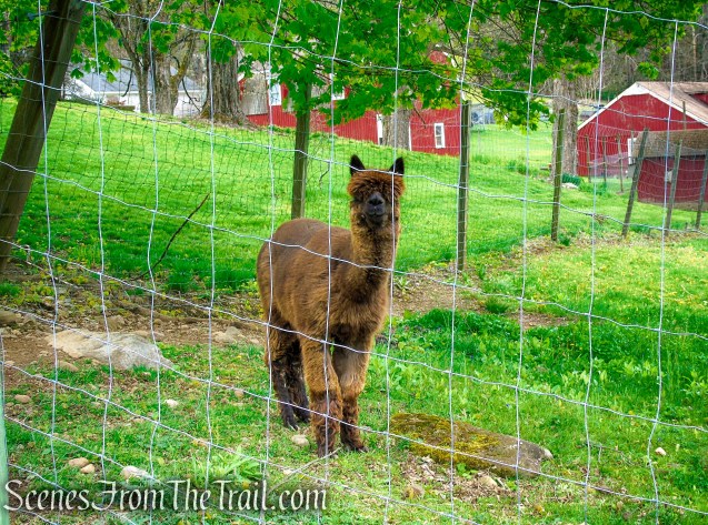 Park Road - Woodbury