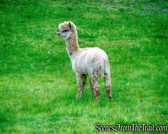 Park Road - Woodbury