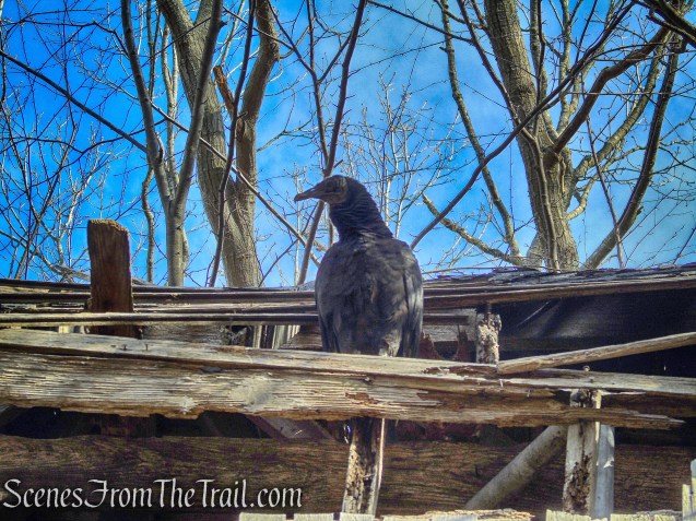 Black Vulture on the Water Tower