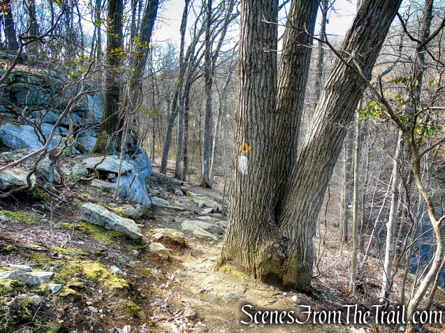 White Trail - Parks Pond