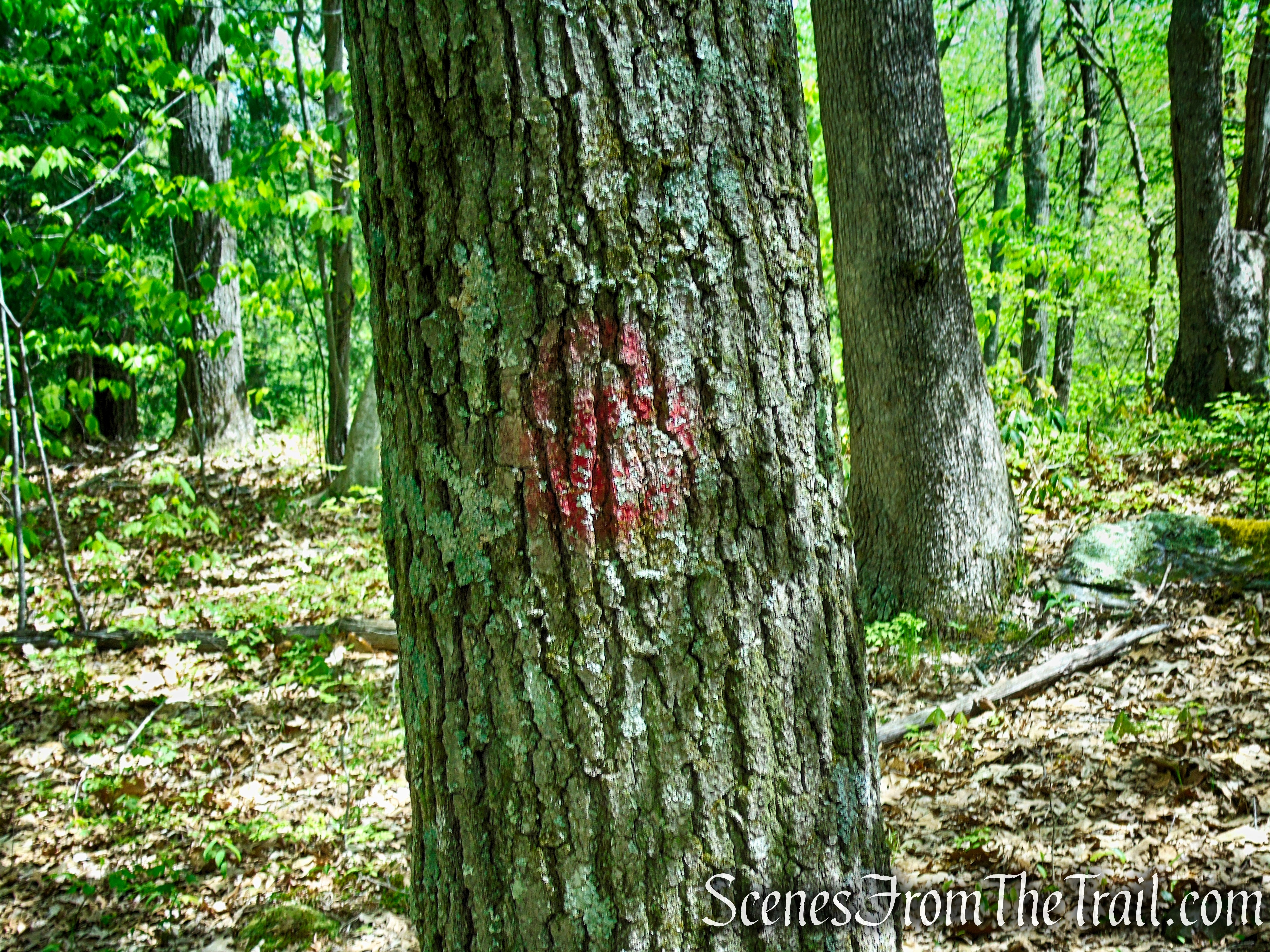 Red Trail - Southford Falls State Park