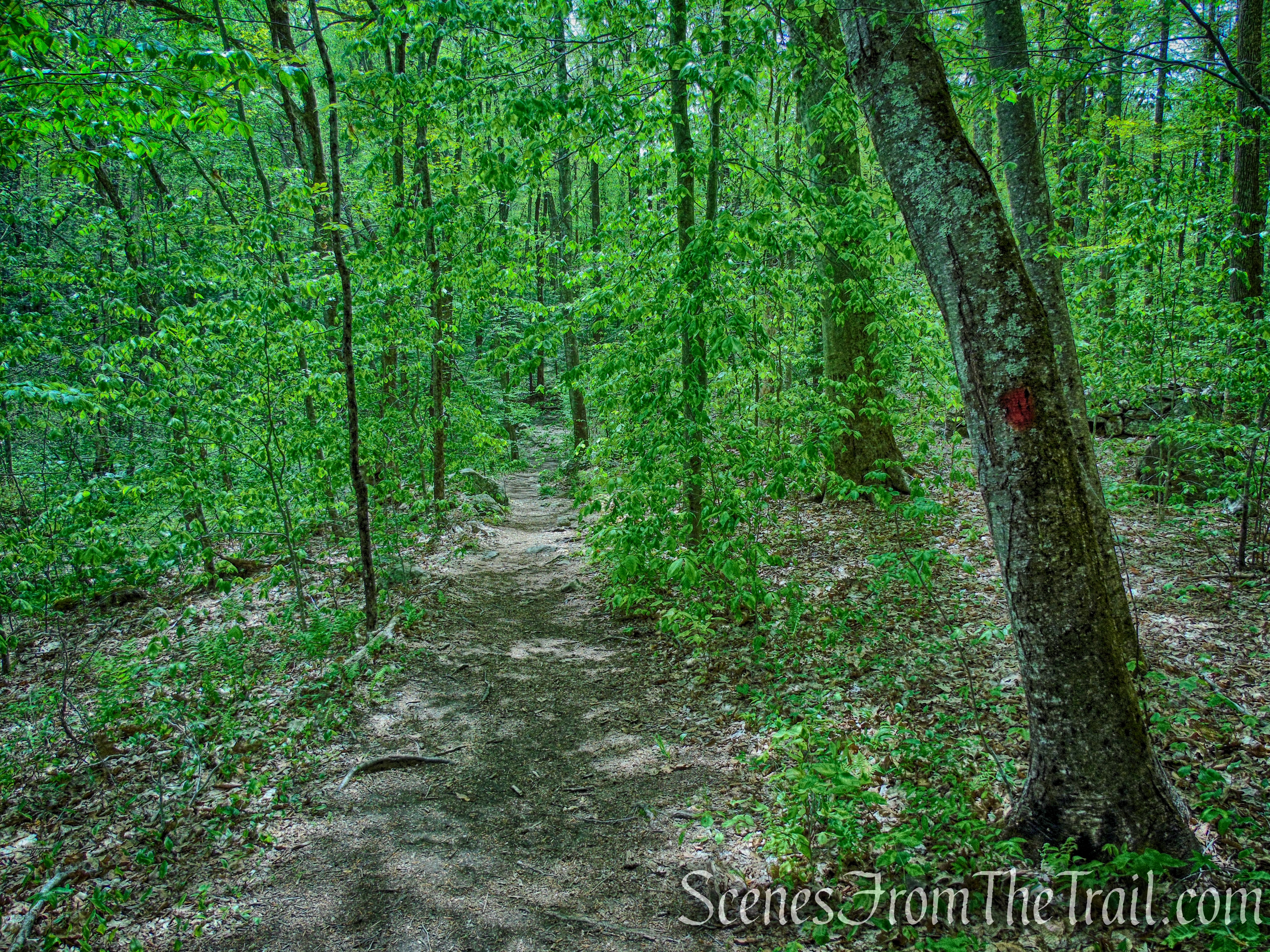Red Trail - Southford Falls State Park